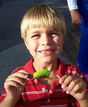 catepillar